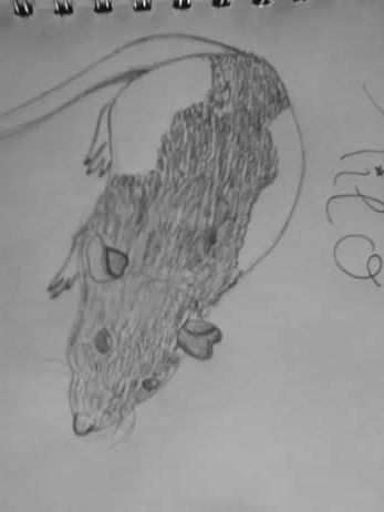 3 rat drawings