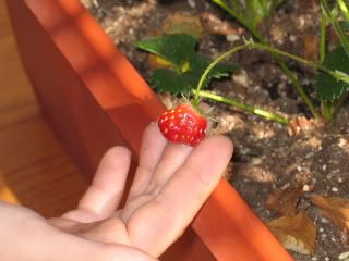 LB's First Strawberry