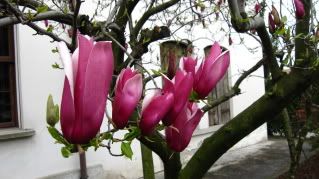 purple Magnolias