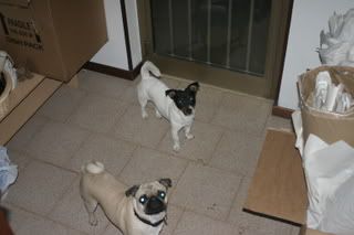 Pugly and Romeo