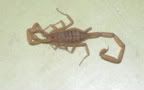 Italian Scorpion