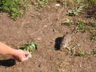 Prarie Dog and bacon