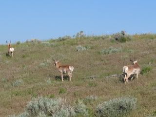 Pronghorn Antelope