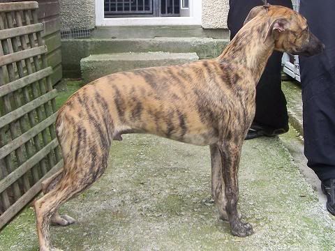 bella055.jpg