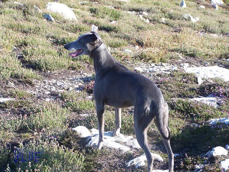 whippet028.jpg