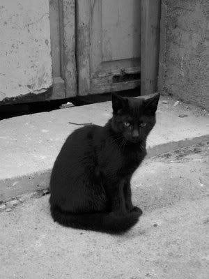 Le Cat Noir