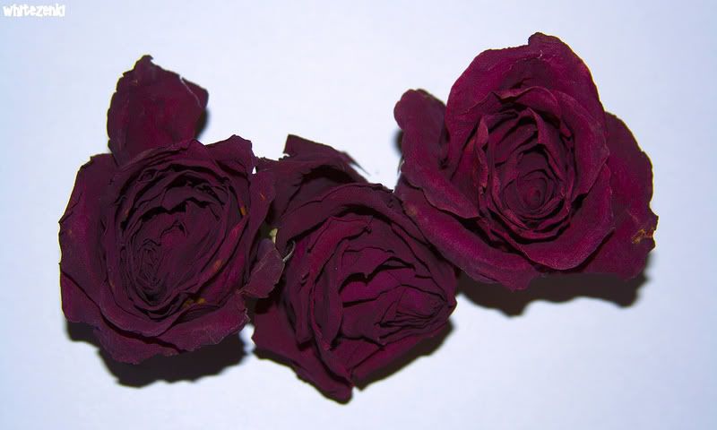 IMAGE: http://i151.photobucket.com/albums/s143/whitezenki/406032476_d7606104b9_b.jpg