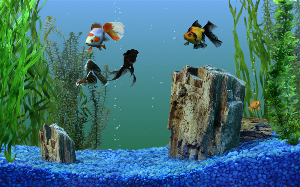 ... Sunroom :: The Sunroom :: Animated screensaver "Aquarium" | Runboard