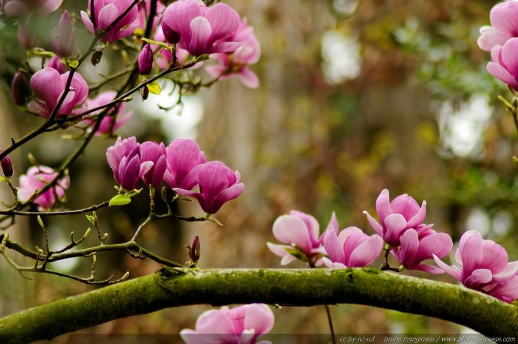 Magnolia tree flowering in the spring Foto de Bruno Monginoux