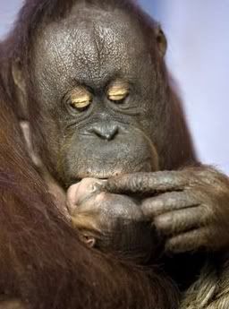 r1455651456.jpg Gorillas 003 image by Dreamkeeper0863