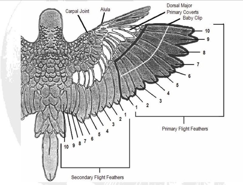 birdwingdiagramclipping.jpg Photo by lannr Photobucket