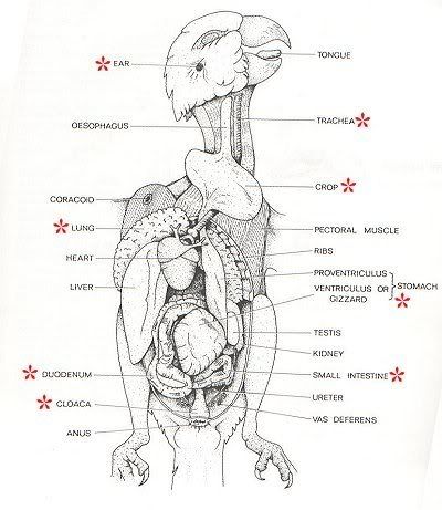 macaw anatomy