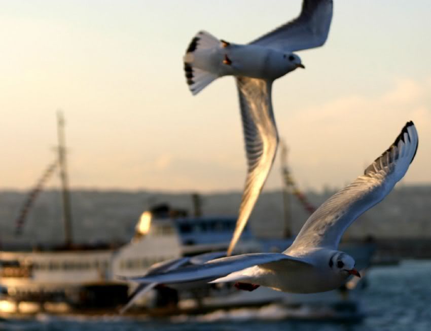 deniz-tasitlari8.jpg