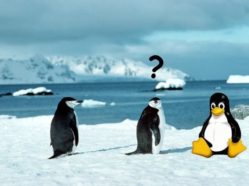 confused_penguin.jpg
