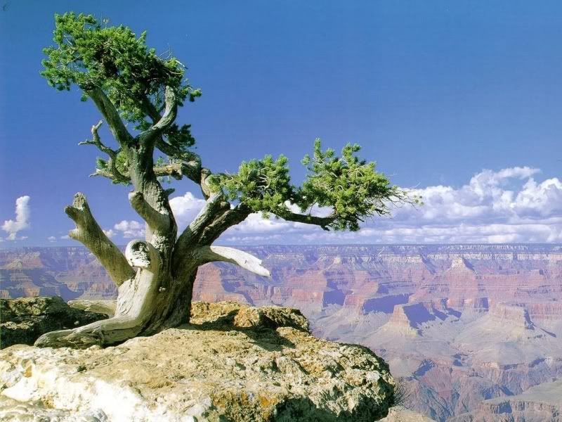 grand_kanyon_arizona.jpg