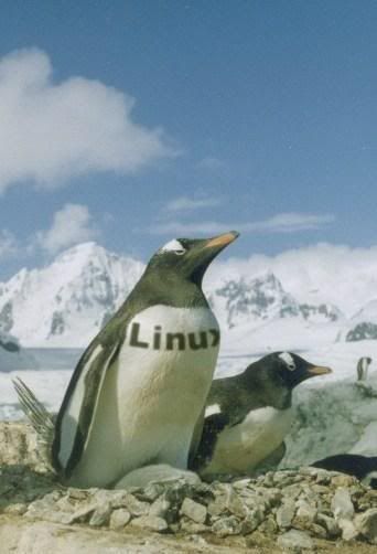 linux-2penguins.jpg