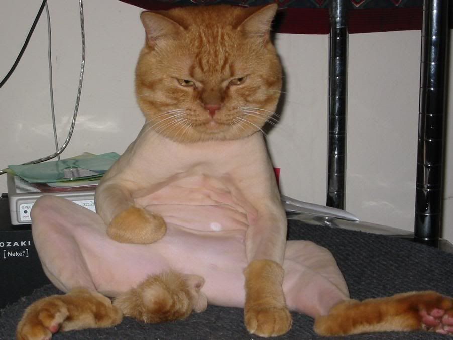 cat_1.jpg