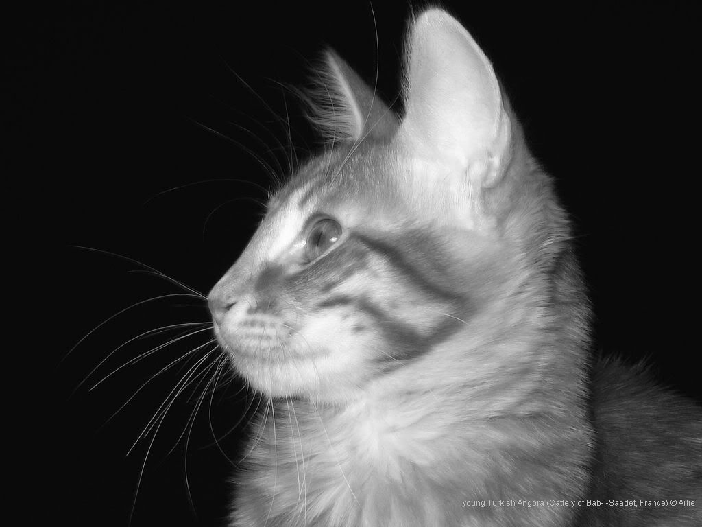 cat_11.jpg