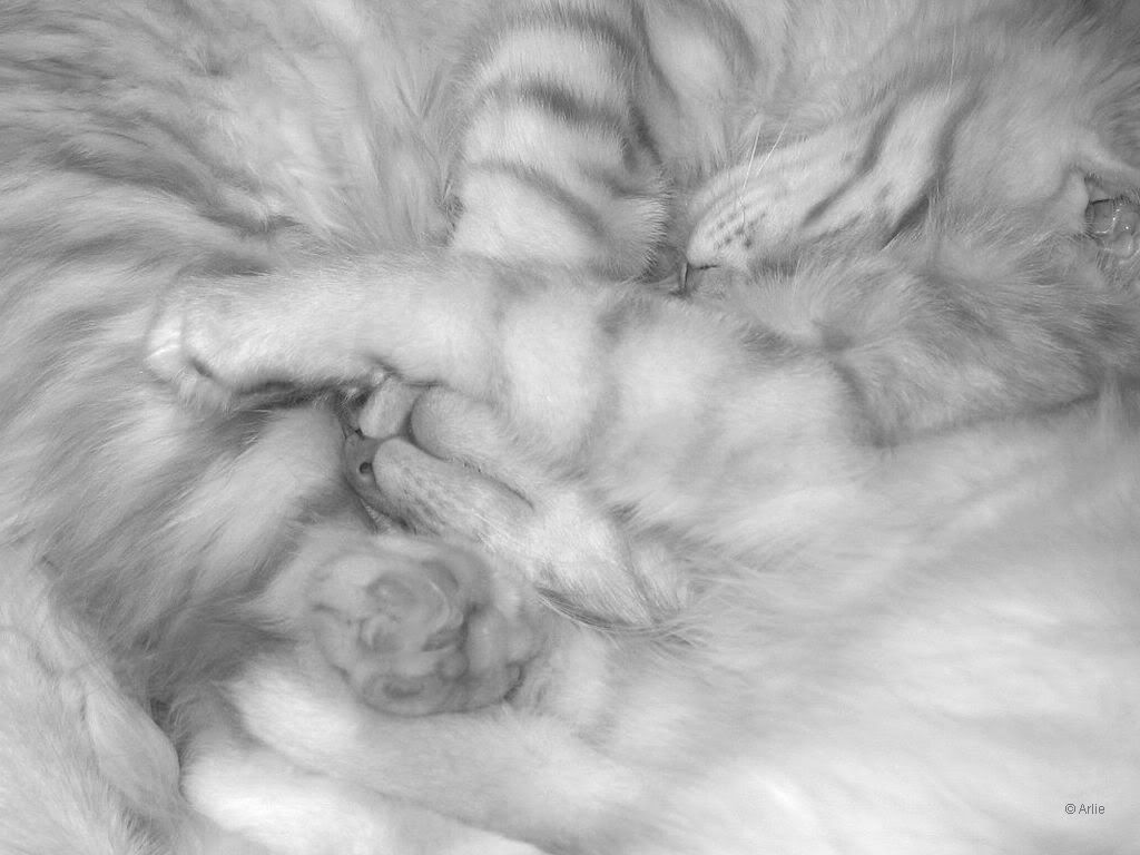 cat_13.jpg