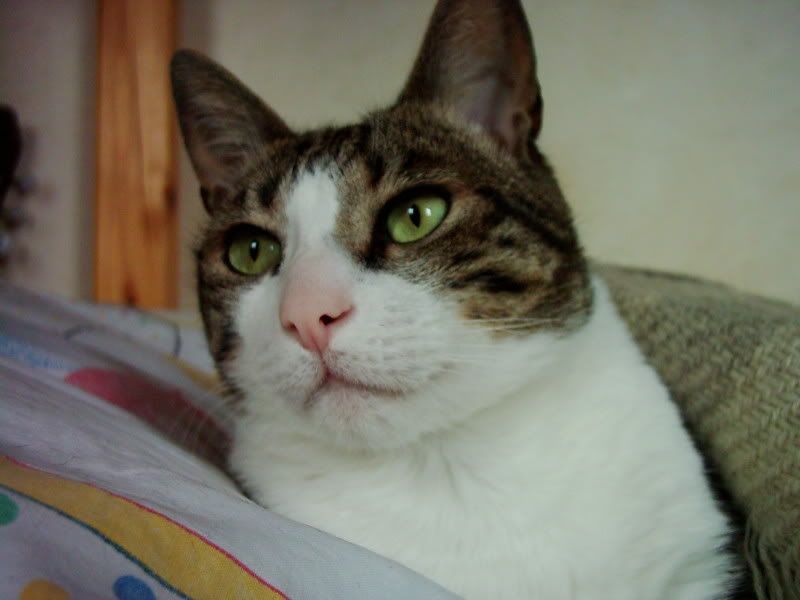 cat_14.jpg