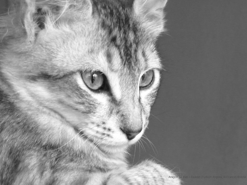cat_15.jpg