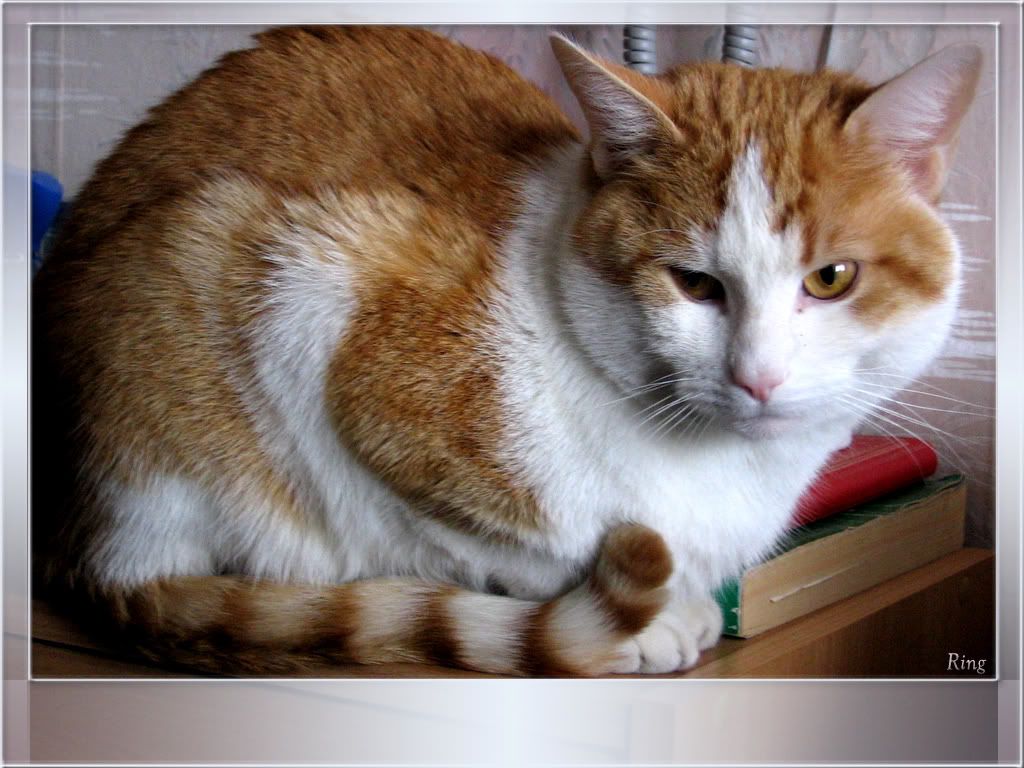 cat_18.jpg