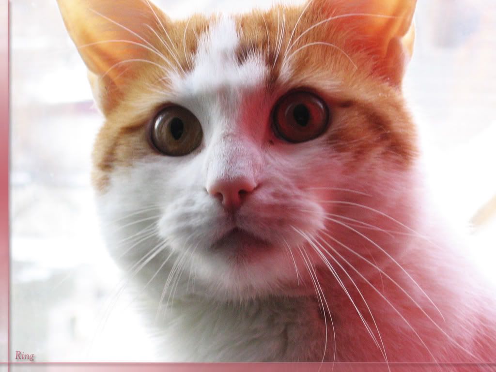cat_19.jpg