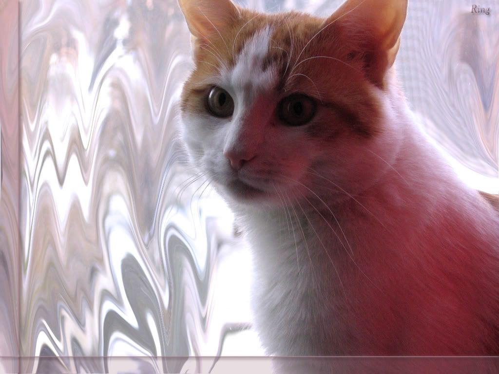 cat_21.jpg