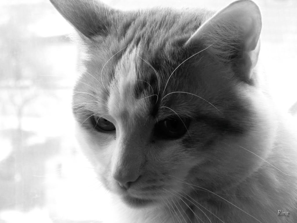 cat_22.jpg