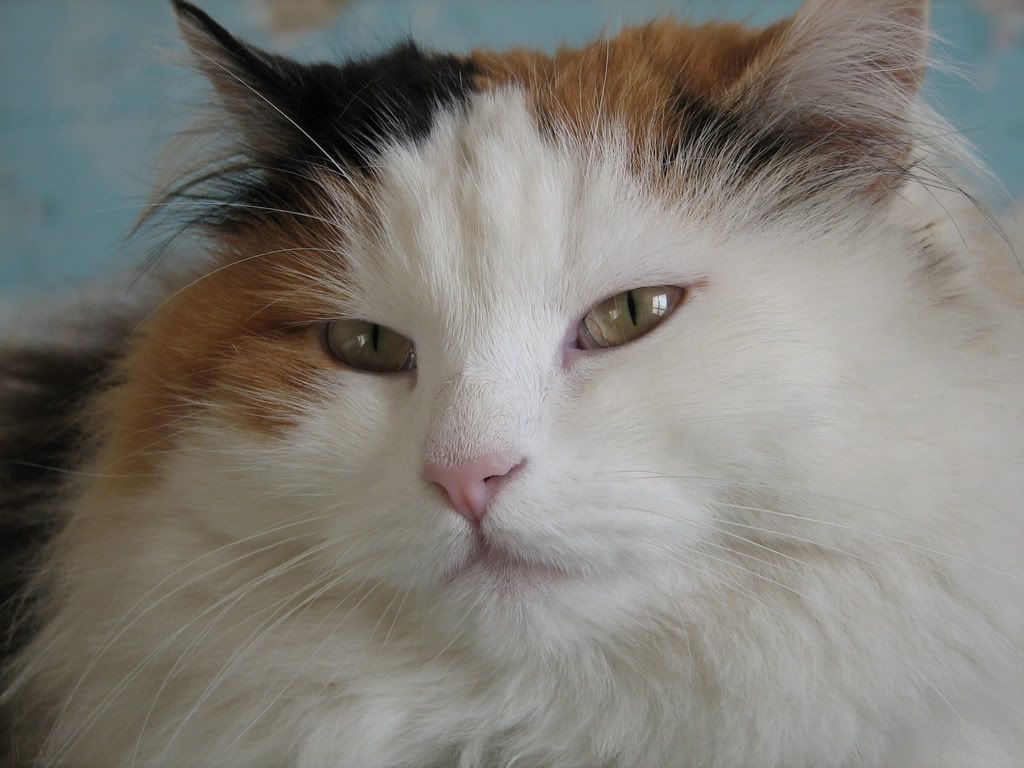 cat_24.jpg