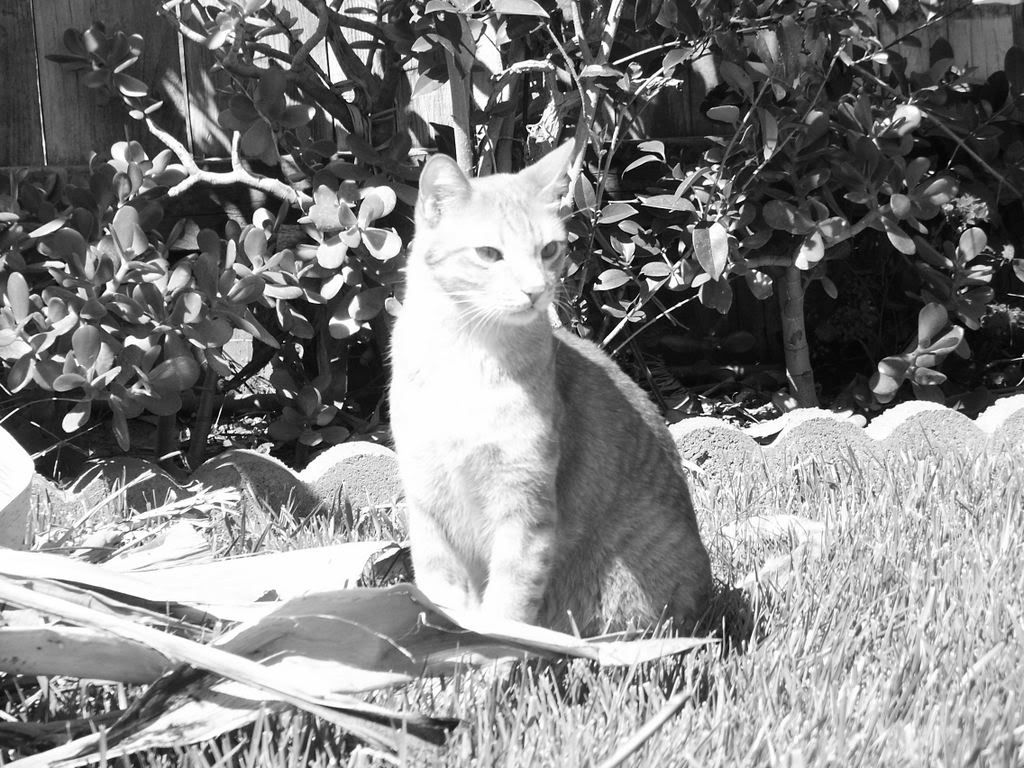 cat_25.jpg
