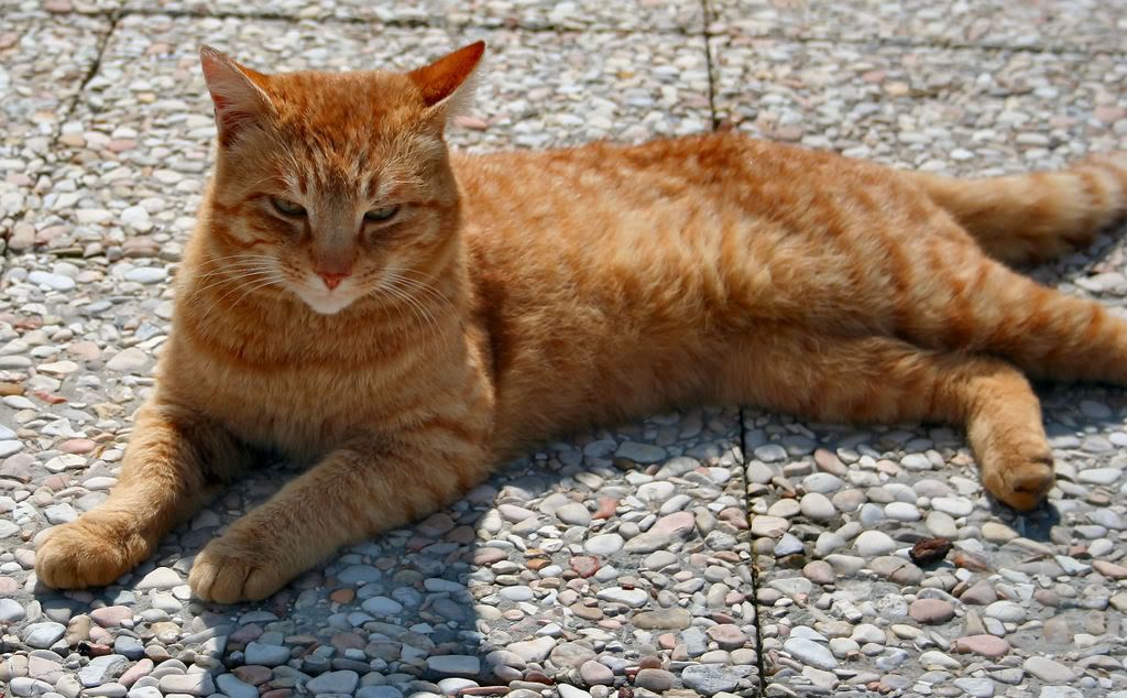 cat_26.jpg
