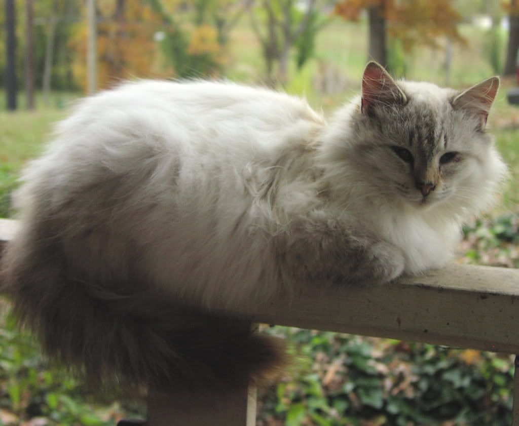 cat_27.jpg