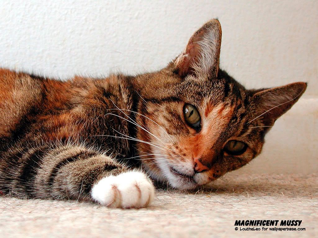 cat_28.jpg