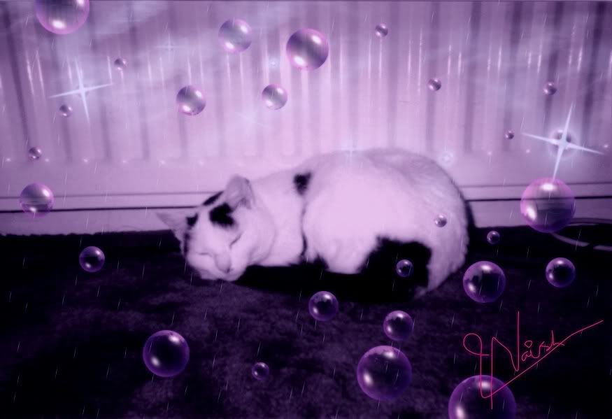 cat_3.jpg