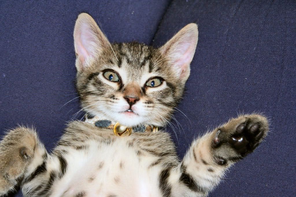 cat_30.jpg