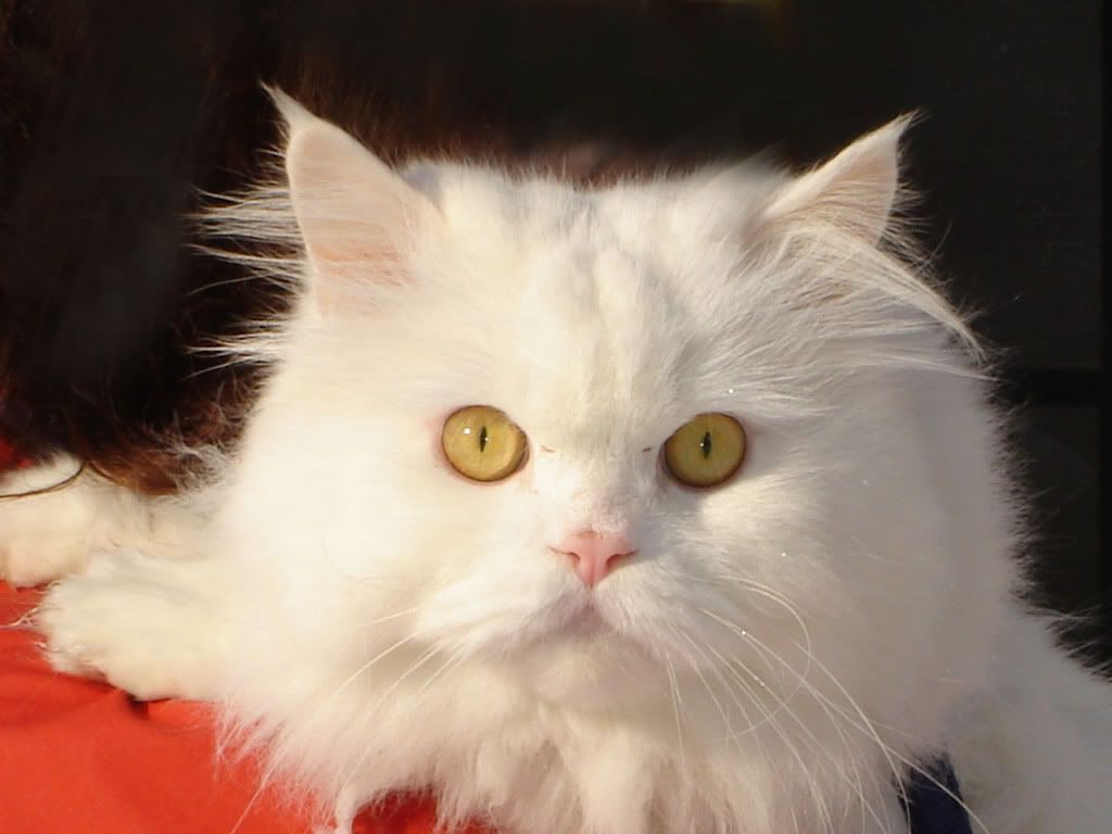 cat_31.jpg