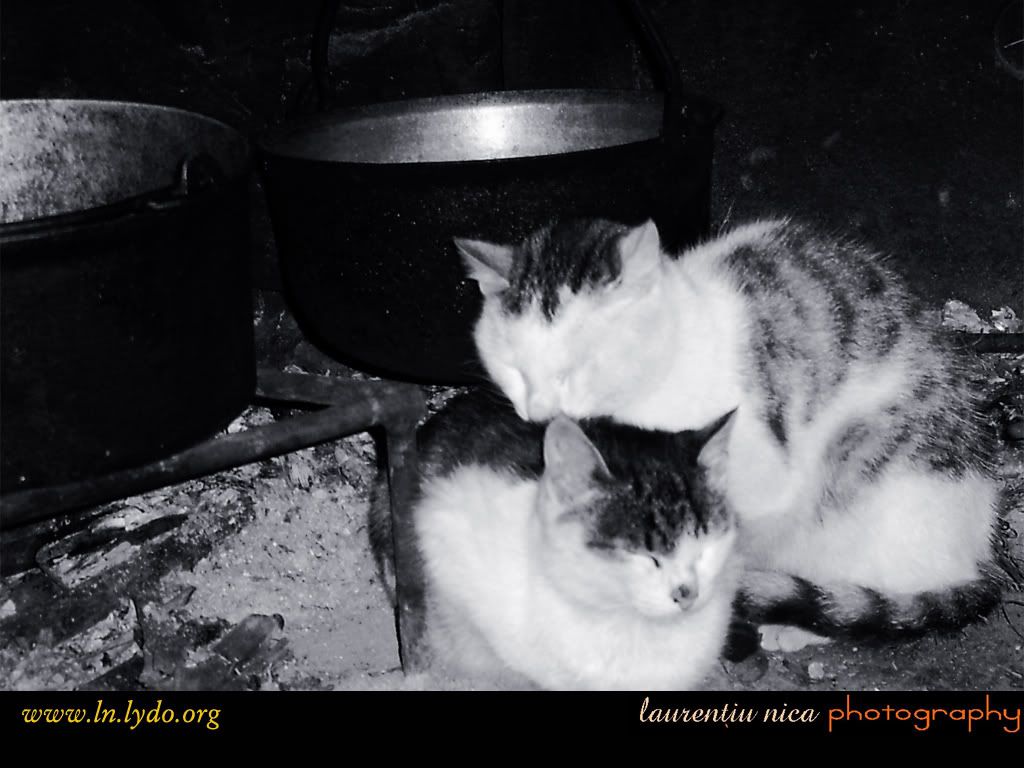 cat_32.jpg