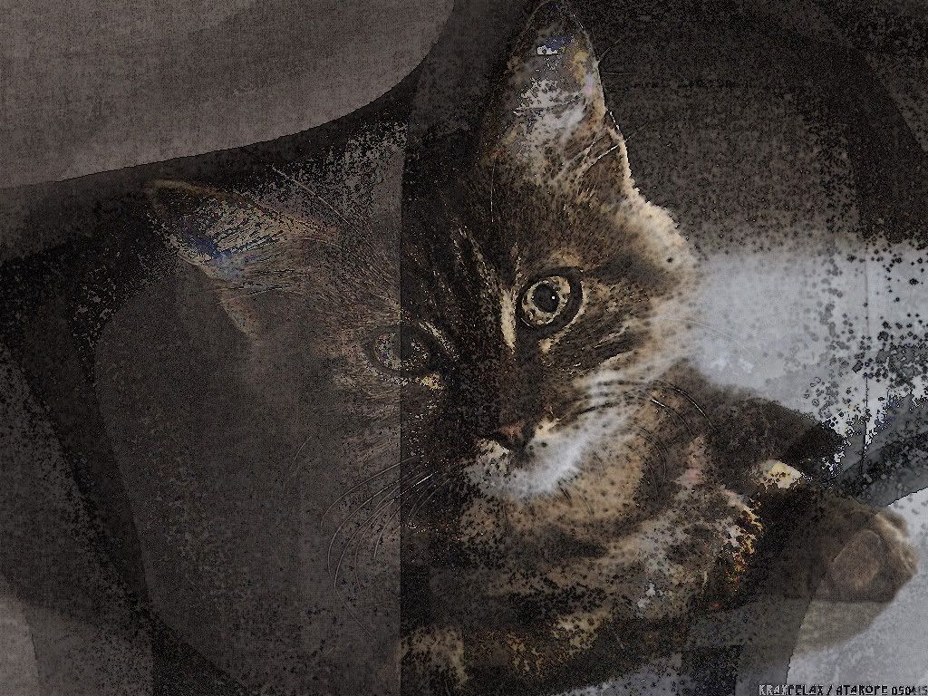cat_4.jpg