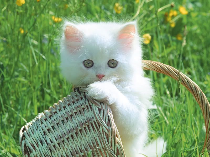 cat_6.jpg