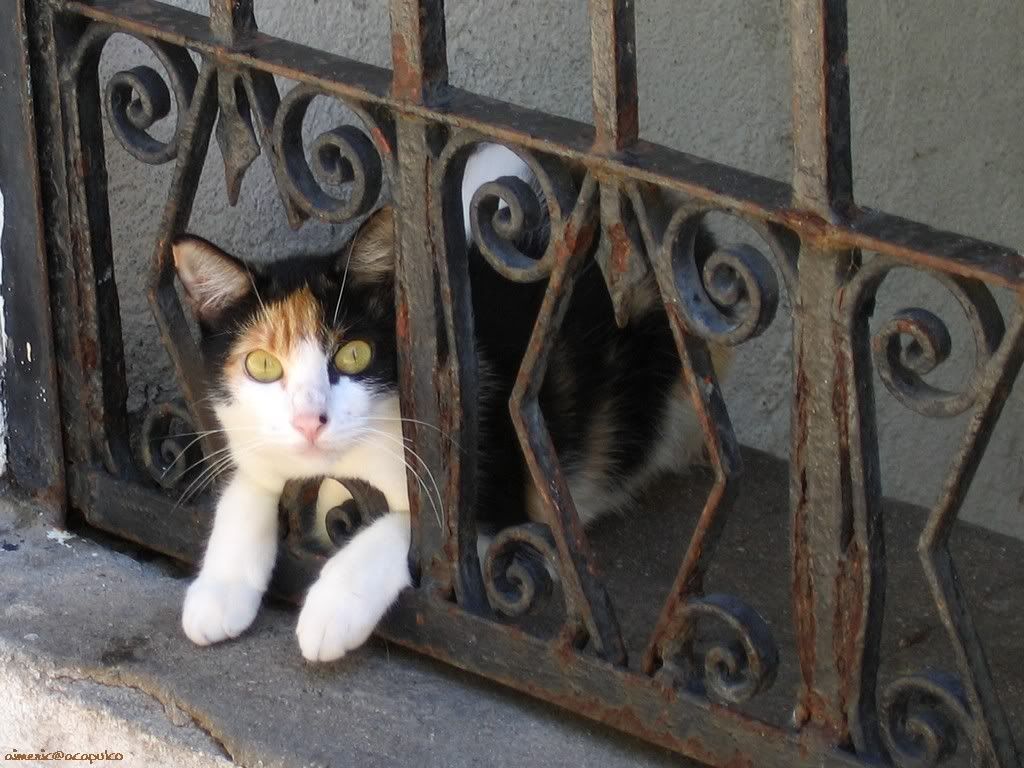 cat_7.jpg
