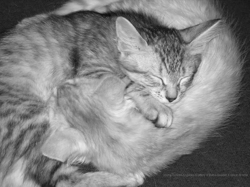 cat_8.jpg