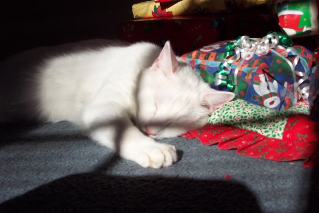 cat_9.jpg