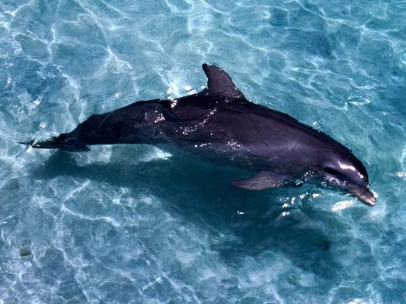 dolphin.jpg
