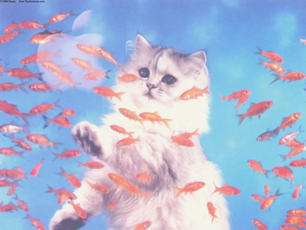 Bcat1600x1200.jpg