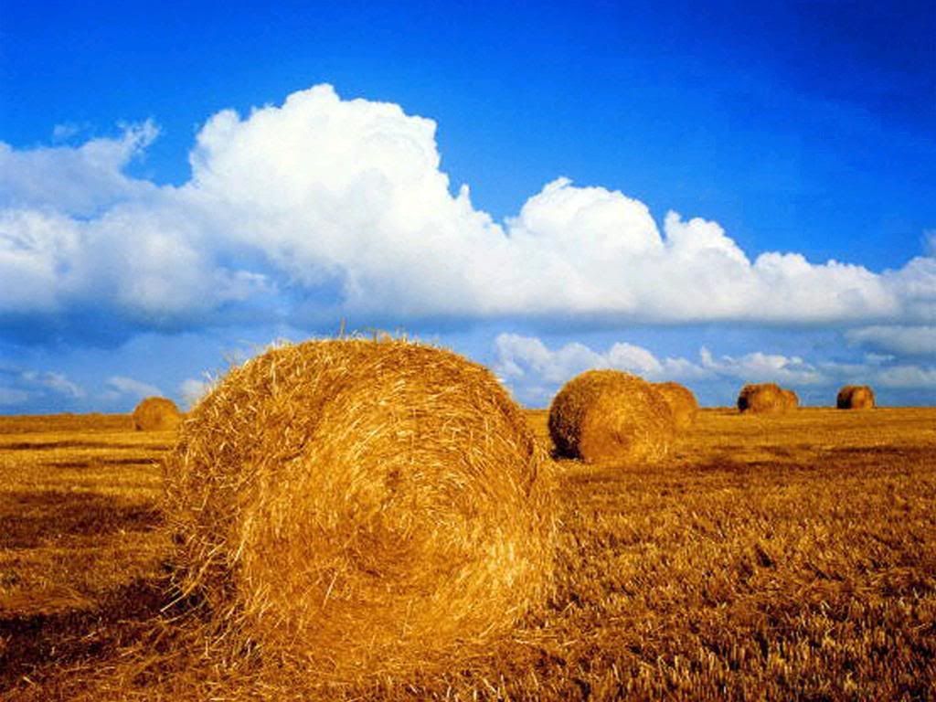 longhorn_hay.jpg