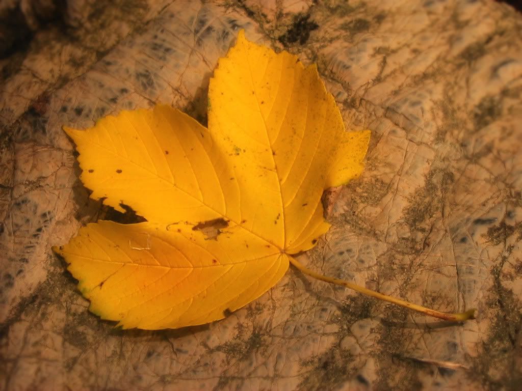 wallpaper_leaf.jpg