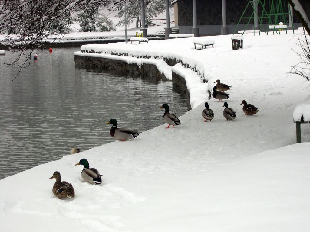 DSCN0088.jpg