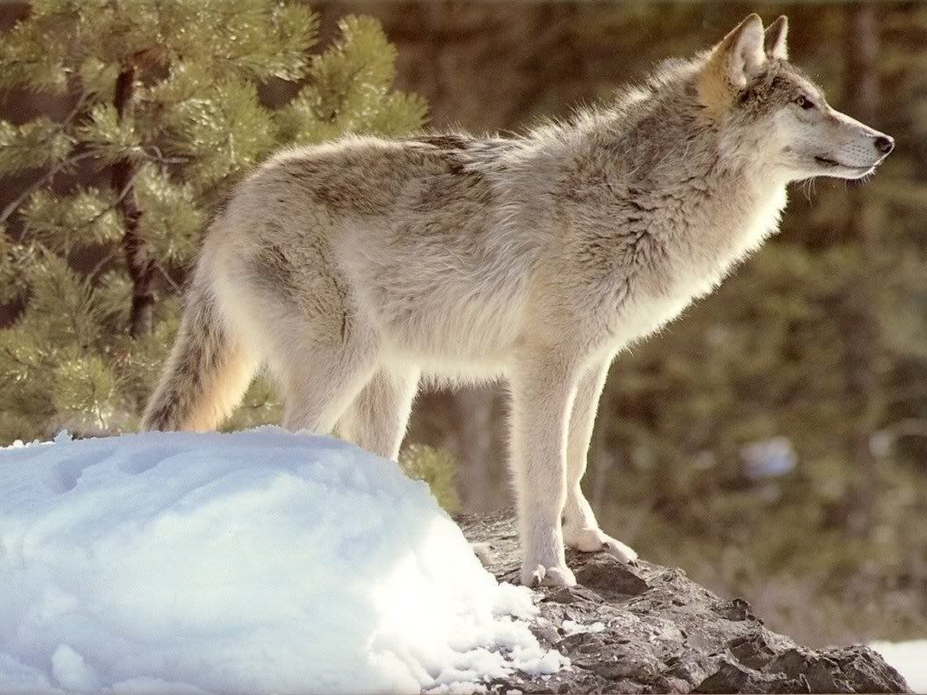Wallpaper26.jpg