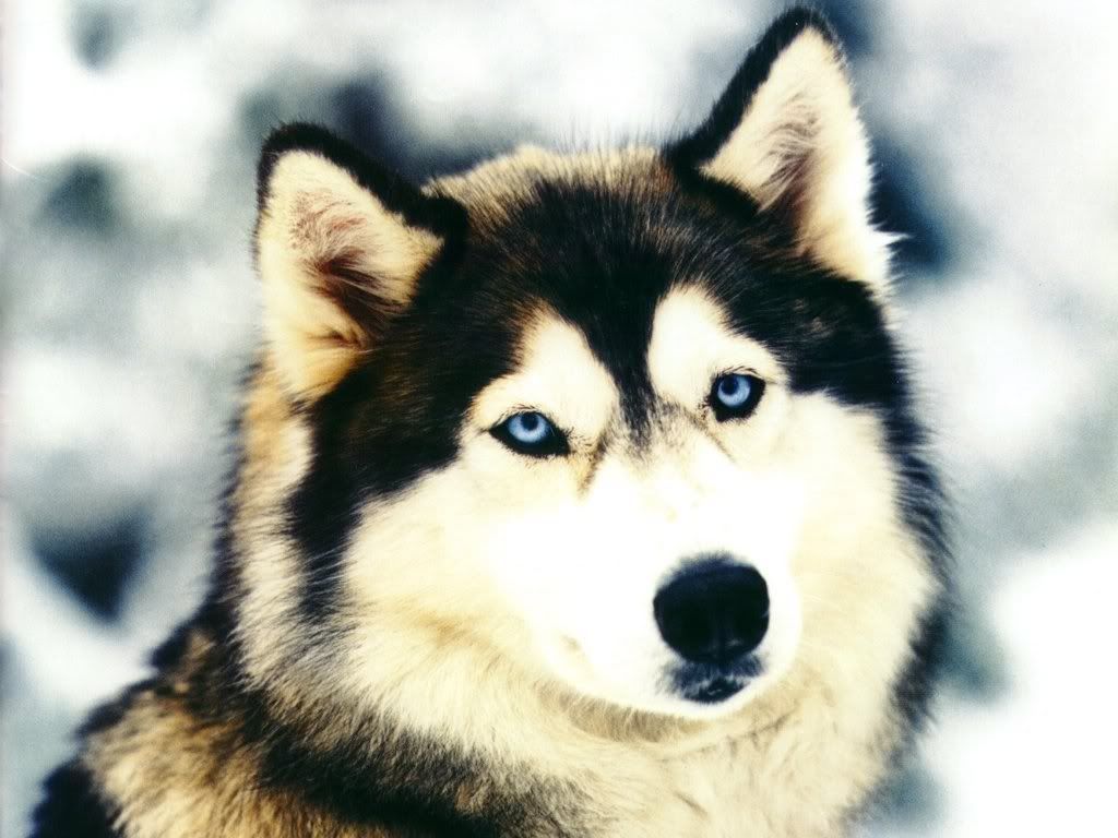 Wallpaper34.jpg